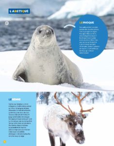 Animaux arctique
