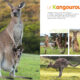 Mon encyclo des animaux