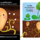 Cycles naturels – La petite citrouille
