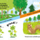 Cycles Naturels – Le petit gland