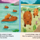 Cycles Naturels – Le petit capybara